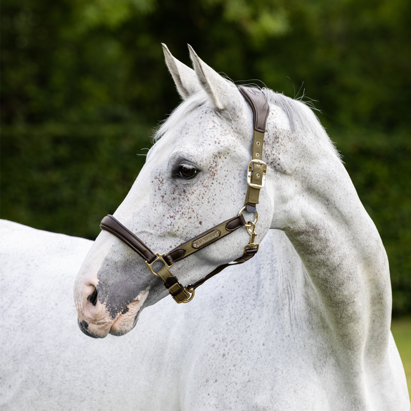 LeMieux Capella Headcollar - Forest-1